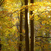 Buy canvas prints of Autumn woodland  by Simon Johnson