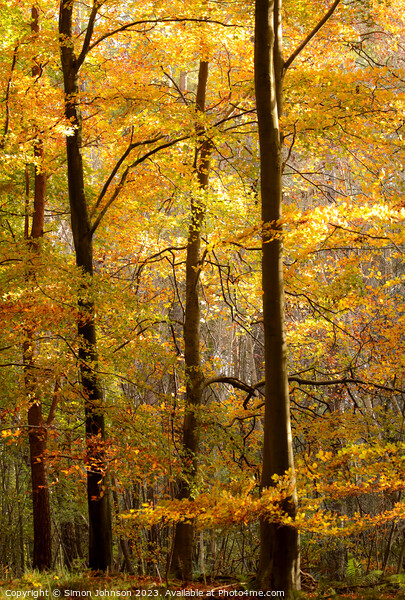Sunlit autumn trees  Picture Board by Simon Johnson
