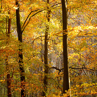 Buy canvas prints of Sunlit autumn trees  by Simon Johnson