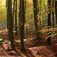 Buy canvas prints of Autumn Woodland  by Simon Johnson