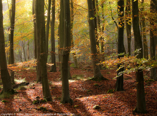 Autumn Woodland  Picture Board by Simon Johnson