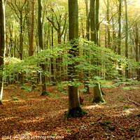 Buy canvas prints of October green by Simon Johnson