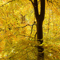 Buy canvas prints of Golden Leaves by Simon Johnson