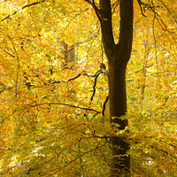 Buy canvas prints of Golden autumn leaves by Simon Johnson