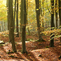 Buy canvas prints of sunlit autumn woodland by Simon Johnson