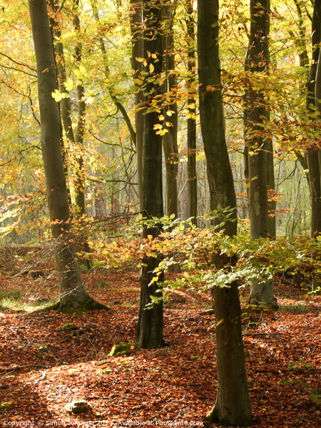 sunlit  beech woodland in autumn Picture Board by Simon Johnson
