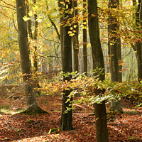 Buy canvas prints of sunlit  beech woodland in autumn by Simon Johnson