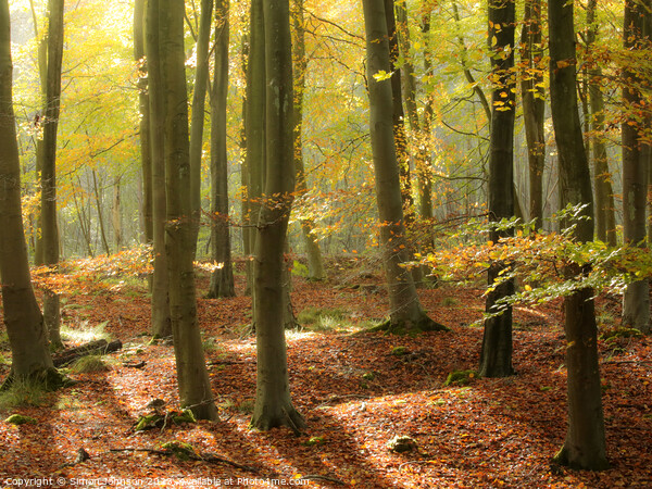 sunlit autumn woodland Picture Board by Simon Johnson