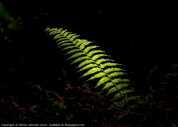 sunlit fern Picture Board by Simon Johnson