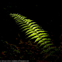 Buy canvas prints of sunlit fern by Simon Johnson