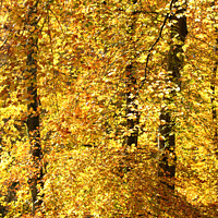 Buy canvas prints of Beech woodland autumn by Simon Johnson