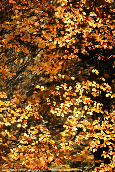 sunlit   beech leaves Picture Board by Simon Johnson