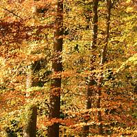 Buy canvas prints of Autumn colour  by Simon Johnson