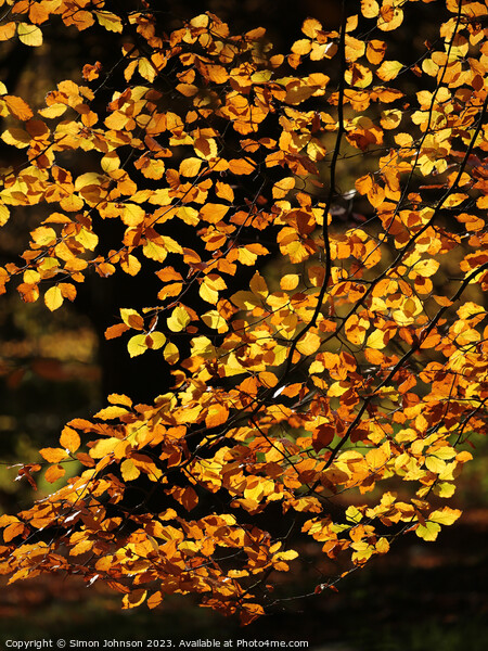 Sunlit Beech leaves Picture Board by Simon Johnson