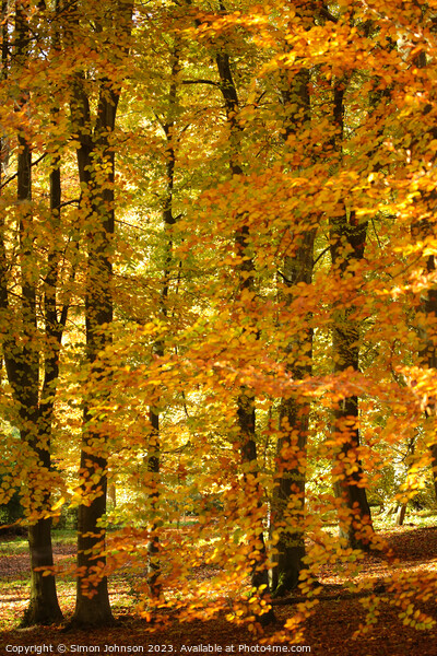 Autumnal woods Picture Board by Simon Johnson