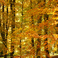 Buy canvas prints of Autumnal woods by Simon Johnson
