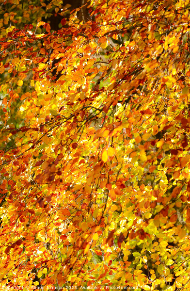 Autumn beech leaves  Picture Board by Simon Johnson