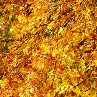 Buy canvas prints of Autumn beech leaves  by Simon Johnson