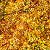 Buy canvas prints of  Beech leaves by Simon Johnson
