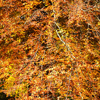 Buy canvas prints of Autumn Beech tree by Simon Johnson