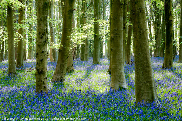 bluebell Woodland  Picture Board by Simon Johnson
