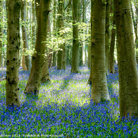 Buy canvas prints of bluebell Woodland  by Simon Johnson