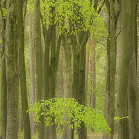 Buy canvas prints of Beech woodland and Bluebells  by Simon Johnson