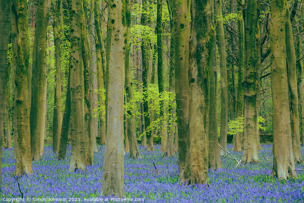 bluebell Woodland  Picture Board by Simon Johnson