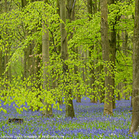 Buy canvas prints of Beech leaves and bluebells  by Simon Johnson