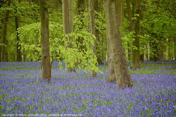 Bluebells and Beech woods  Picture Board by Simon Johnson