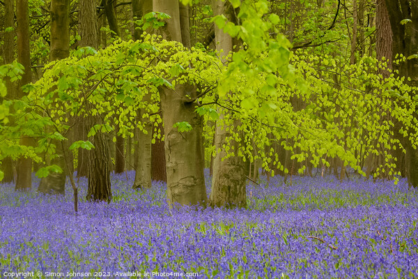 Beech Woodland and Bluebells  Picture Board by Simon Johnson
