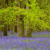 Buy canvas prints of Beech Woodland and Bluebells  by Simon Johnson