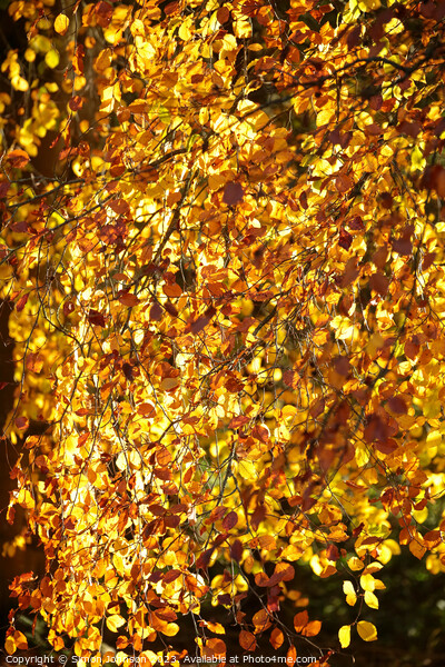 Golden autumn leaves Picture Board by Simon Johnson