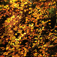 Buy canvas prints of sunlit Beech leaves by Simon Johnson