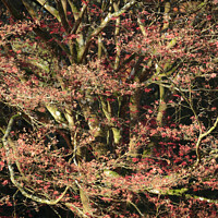 Buy canvas prints of Acer tree  soft focus by Simon Johnson