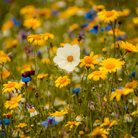 Buy canvas prints of meadow flowers Soft focus by Simon Johnson