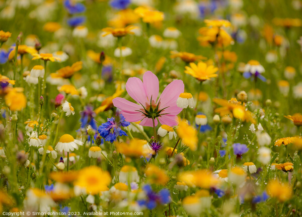 meadow flower soft focus Picture Board by Simon Johnson