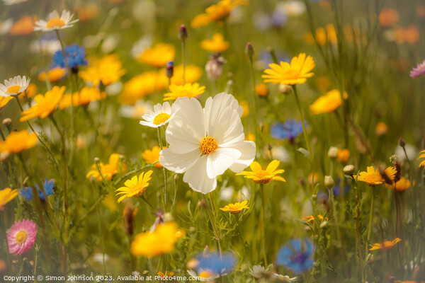  Meadow flower ( soft focus) Picture Board by Simon Johnson