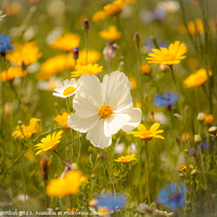 Buy canvas prints of  Meadow flower ( soft focus) by Simon Johnson