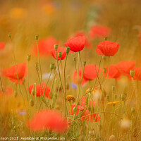 Buy canvas prints of Poppy Flowers Soft Focus by Simon Johnson