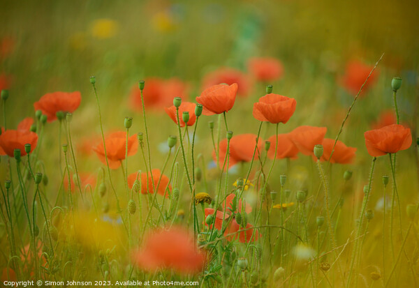 Poppies soft focus Picture Board by Simon Johnson