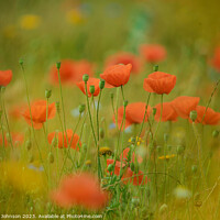 Buy canvas prints of Poppies soft focus by Simon Johnson