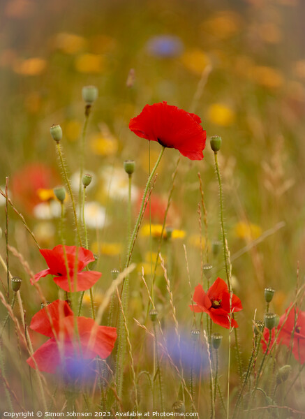 Poppy flower  Picture Board by Simon Johnson