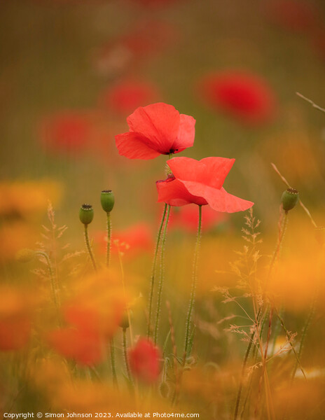 Two Poppies (soft focus) Picture Board by Simon Johnson