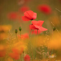 Buy canvas prints of Two Poppies (soft focus) by Simon Johnson