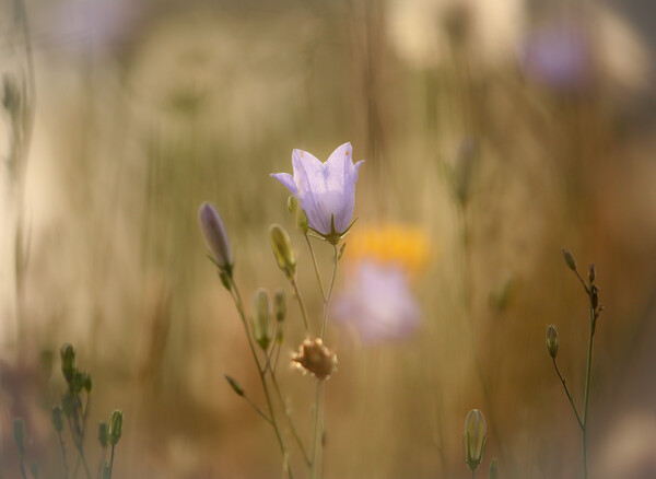 Harebell  flower Picture Board by Simon Johnson
