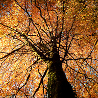 Buy canvas prints of Beech tree in autumn by Simon Johnson