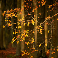 Buy canvas prints of Sunlit Autumn Leaves  by Simon Johnson