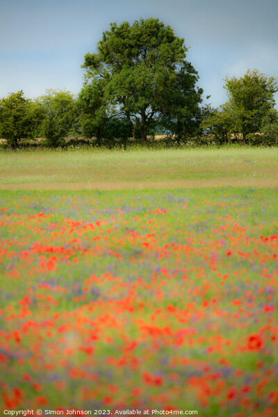 Cotswold poppies Picture Board by Simon Johnson