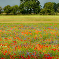 Buy canvas prints of Impressionist Poppies by Simon Johnson
